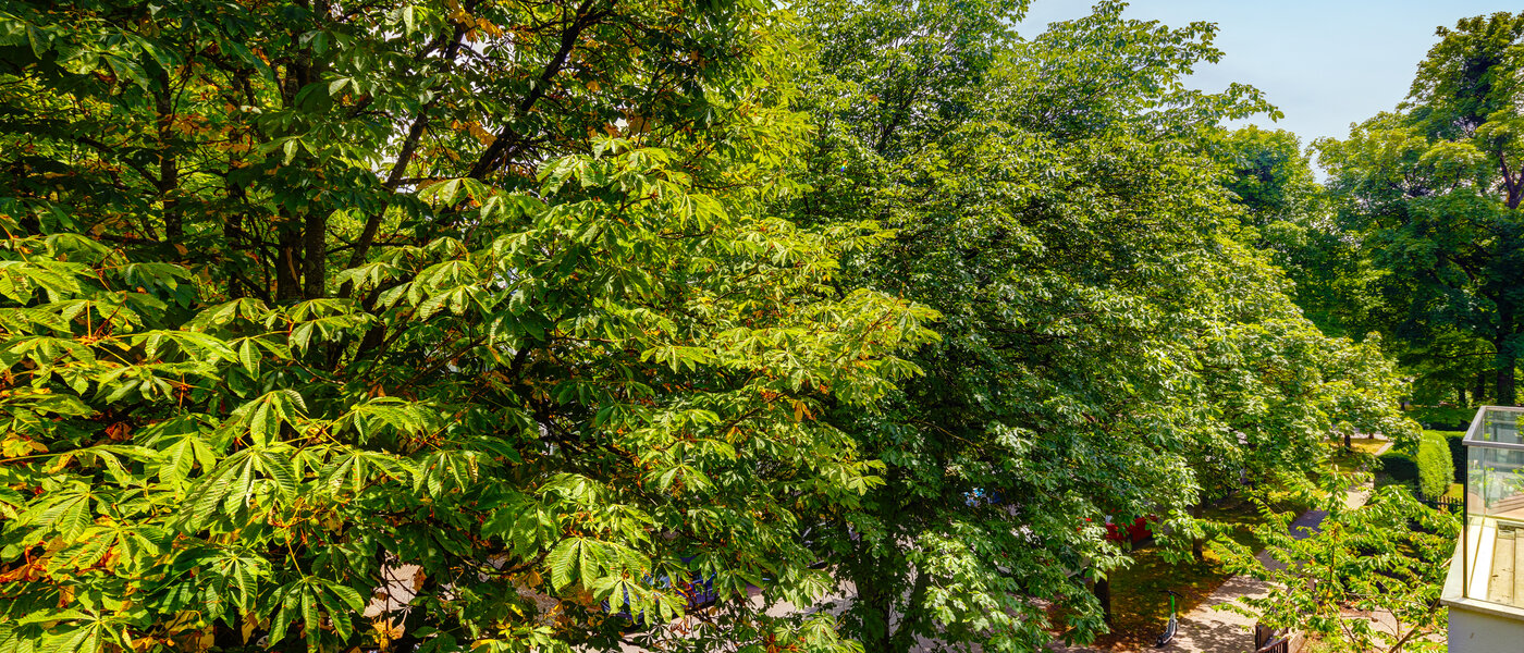 apartamento München Nymphenburg 01 vista 10849