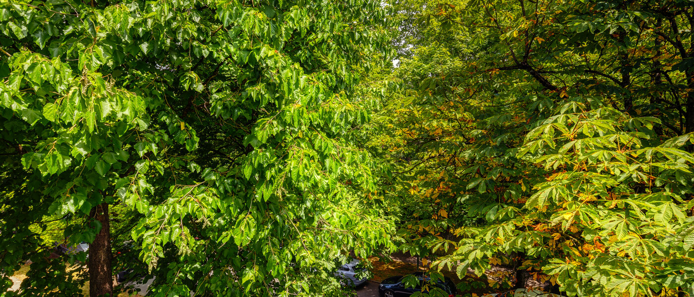 apartamento München Nymphenburg 02 vista 10849