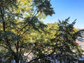 apartamento München Ludwigsvorstadt 04 vista 15023