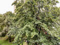 apartamento München Bogenhausen 01 vista 8773